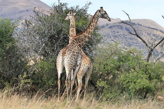 5 Day All Incl. Private Kruger Park Safari With Optional Panorama - Photo 1 of 9